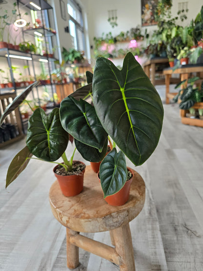 Alocasia 'Golden Bone'