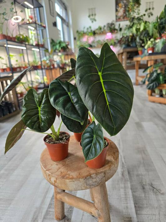 Alocasia 'Golden Bone'