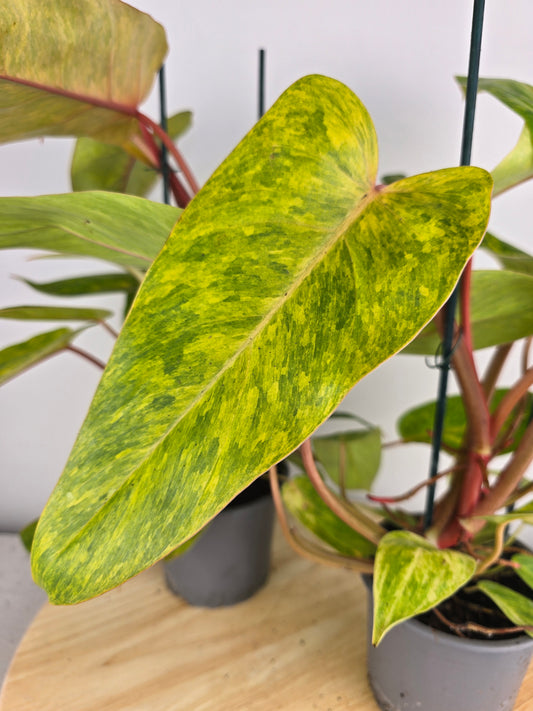Philodendron Painted Lady