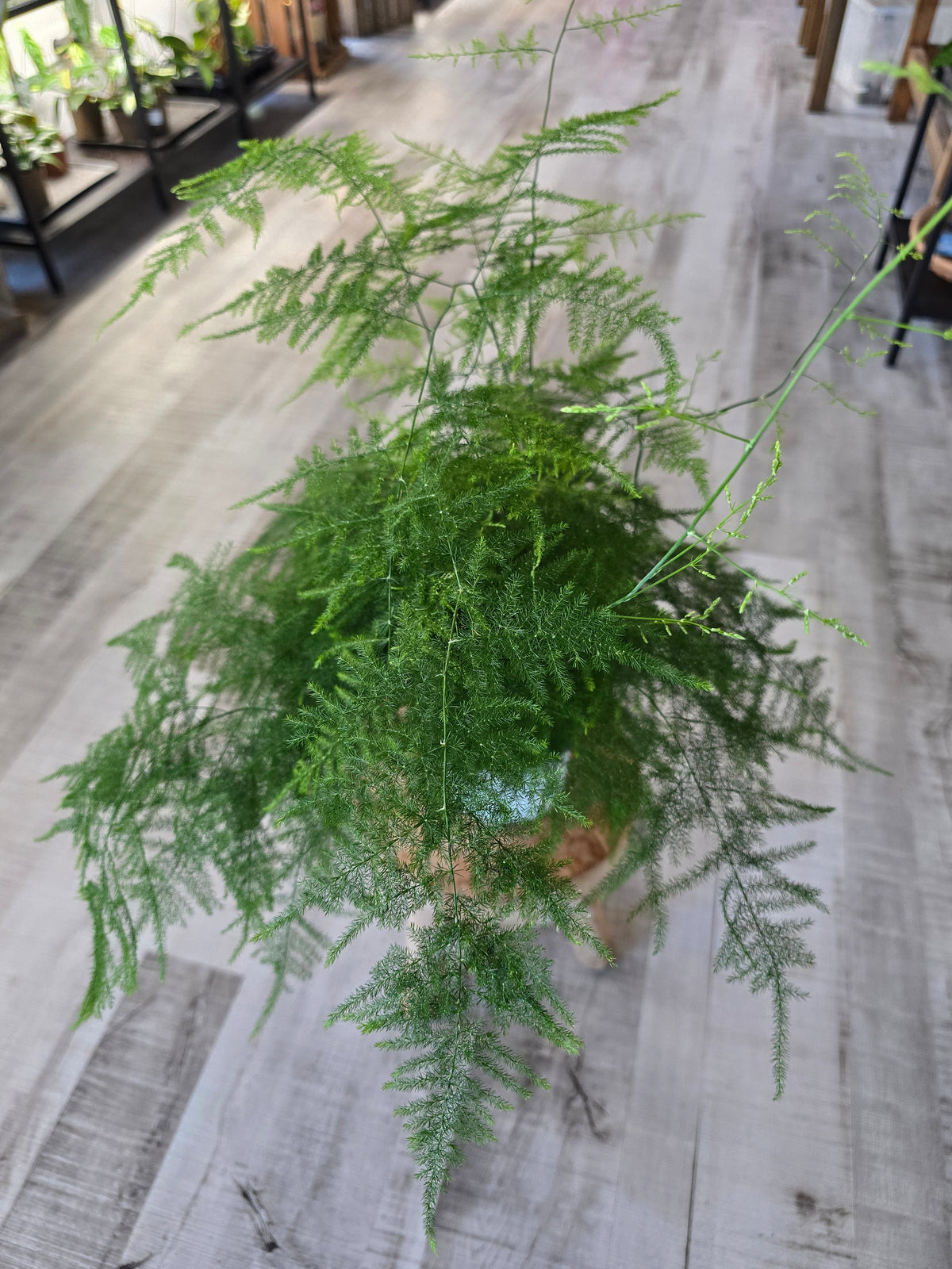 Asparagus setaceus