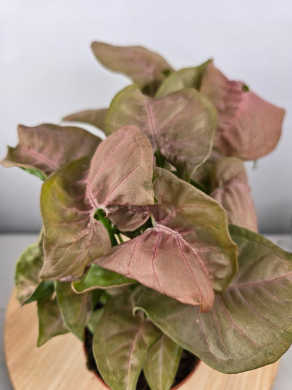 Syngonium Podophyllum 'Neon'