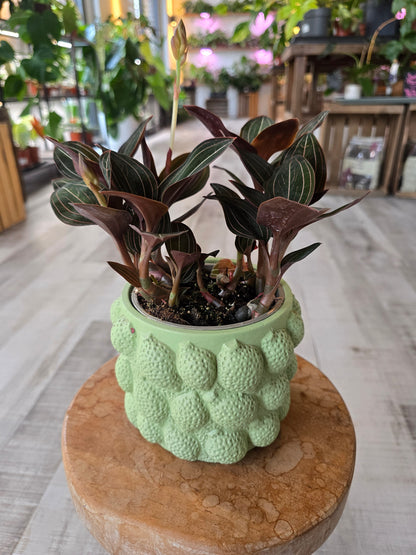 Ludisia Discolor