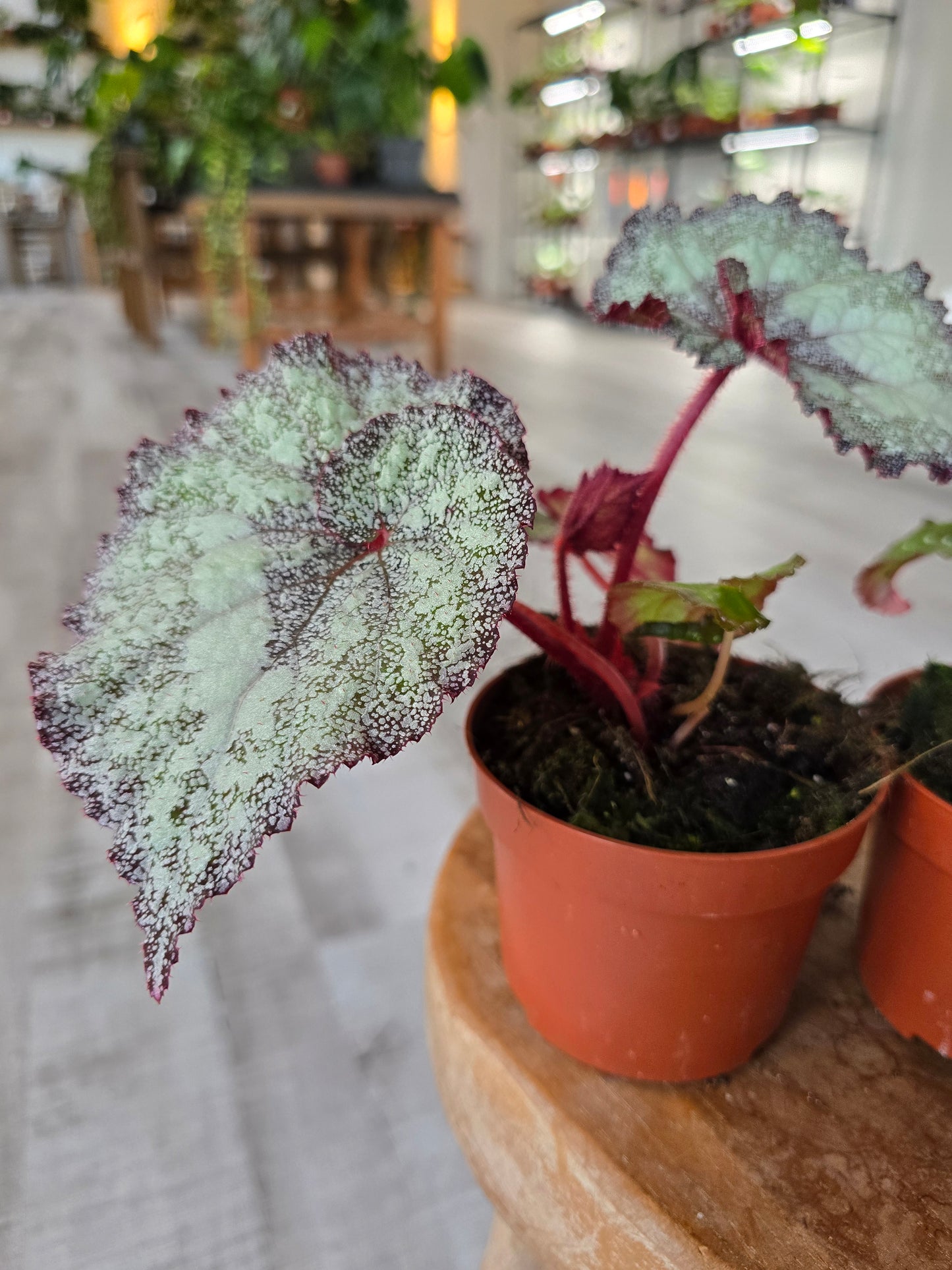 Begonia Speckled - NoID