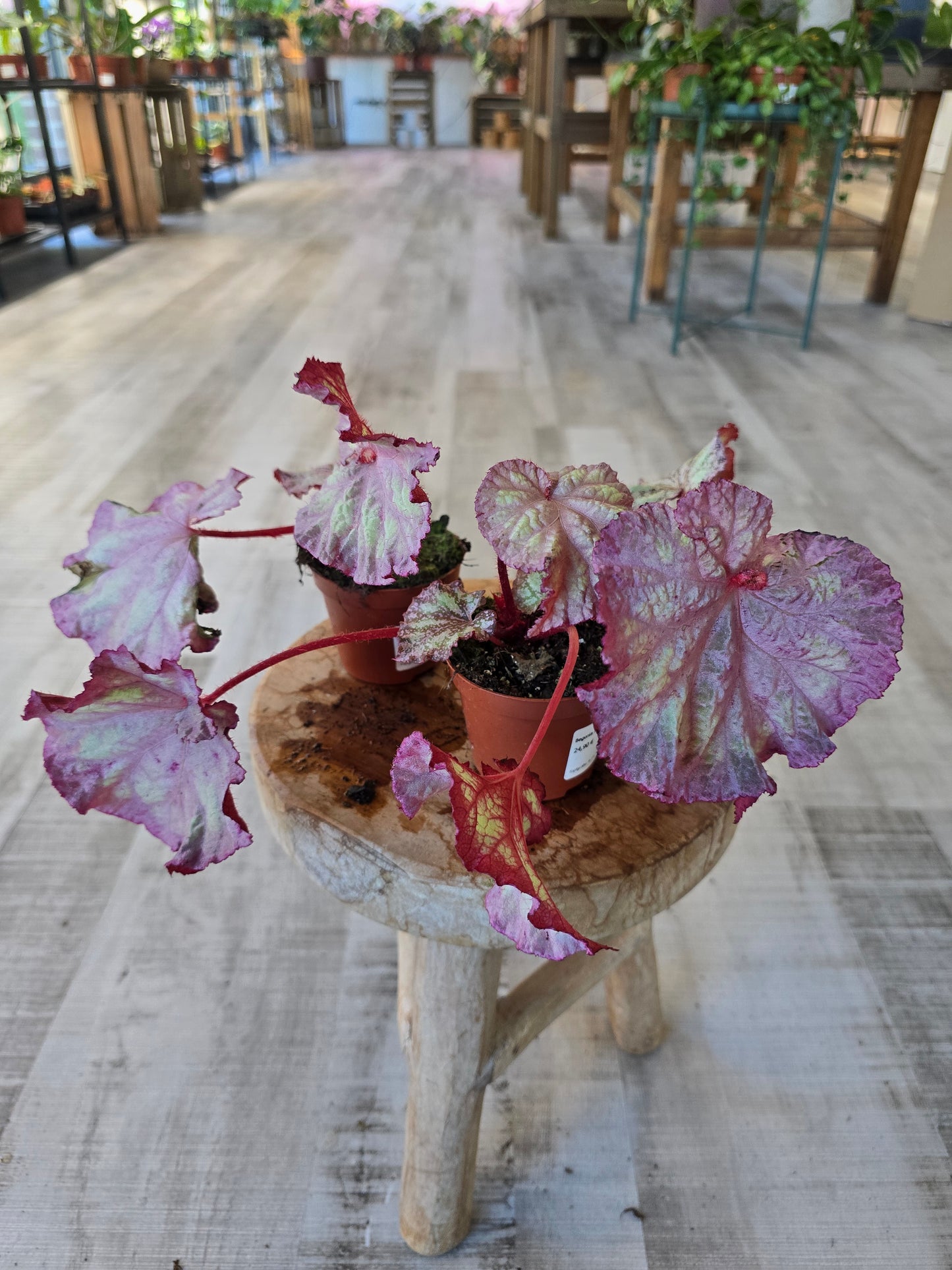 Begonia Pink Panther
