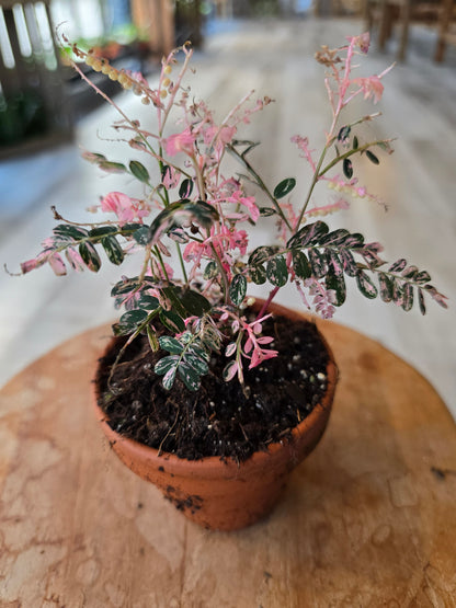 Phyllanthus urinaria pink variegata