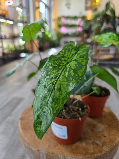 Alocasia Shattered Glass