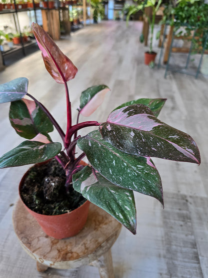Philodendron Pink Princess Marble