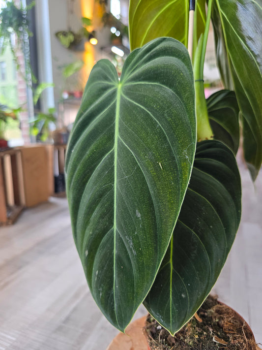 Philodendron Melanochrysum