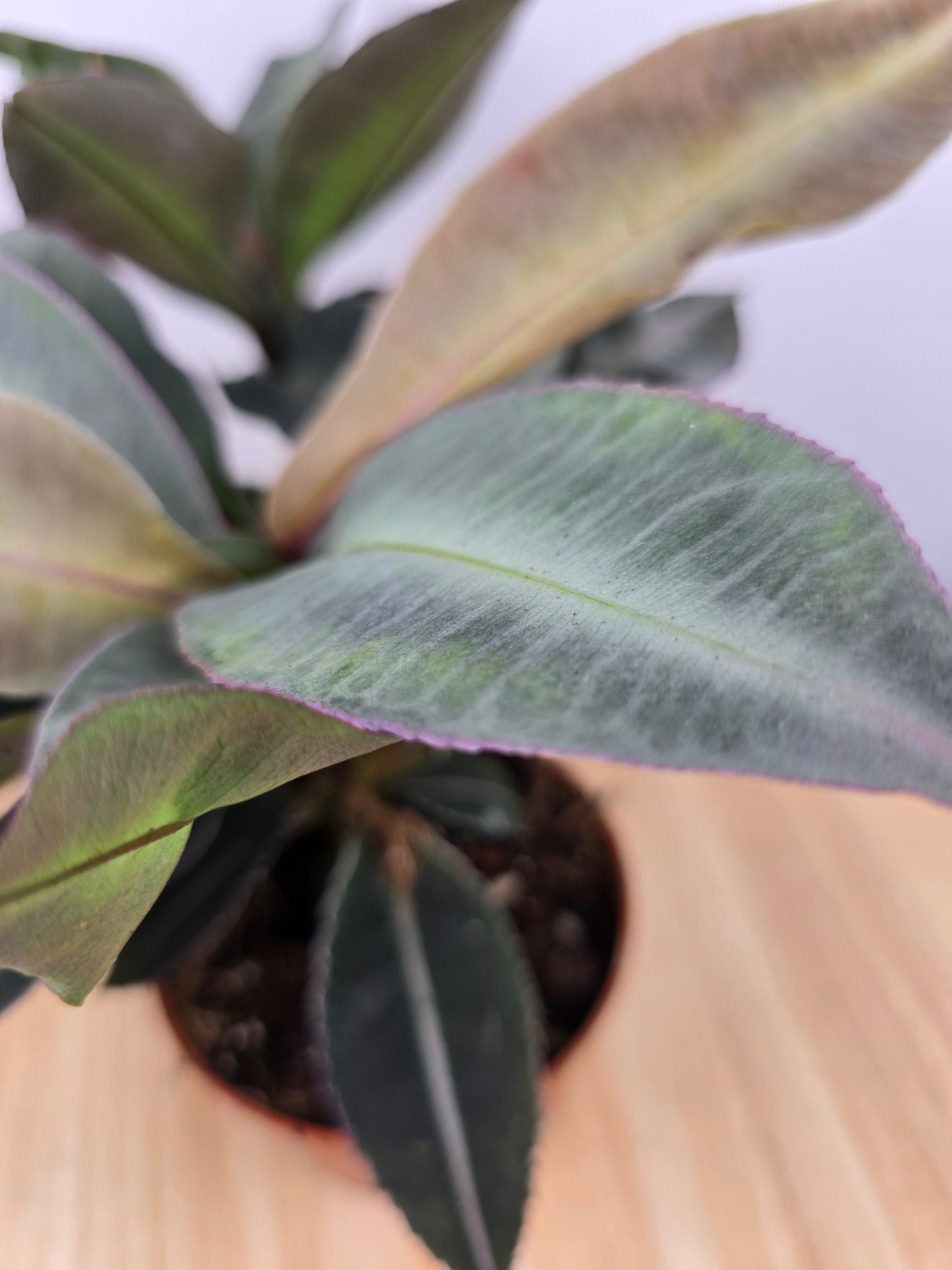 Labisia pumila
