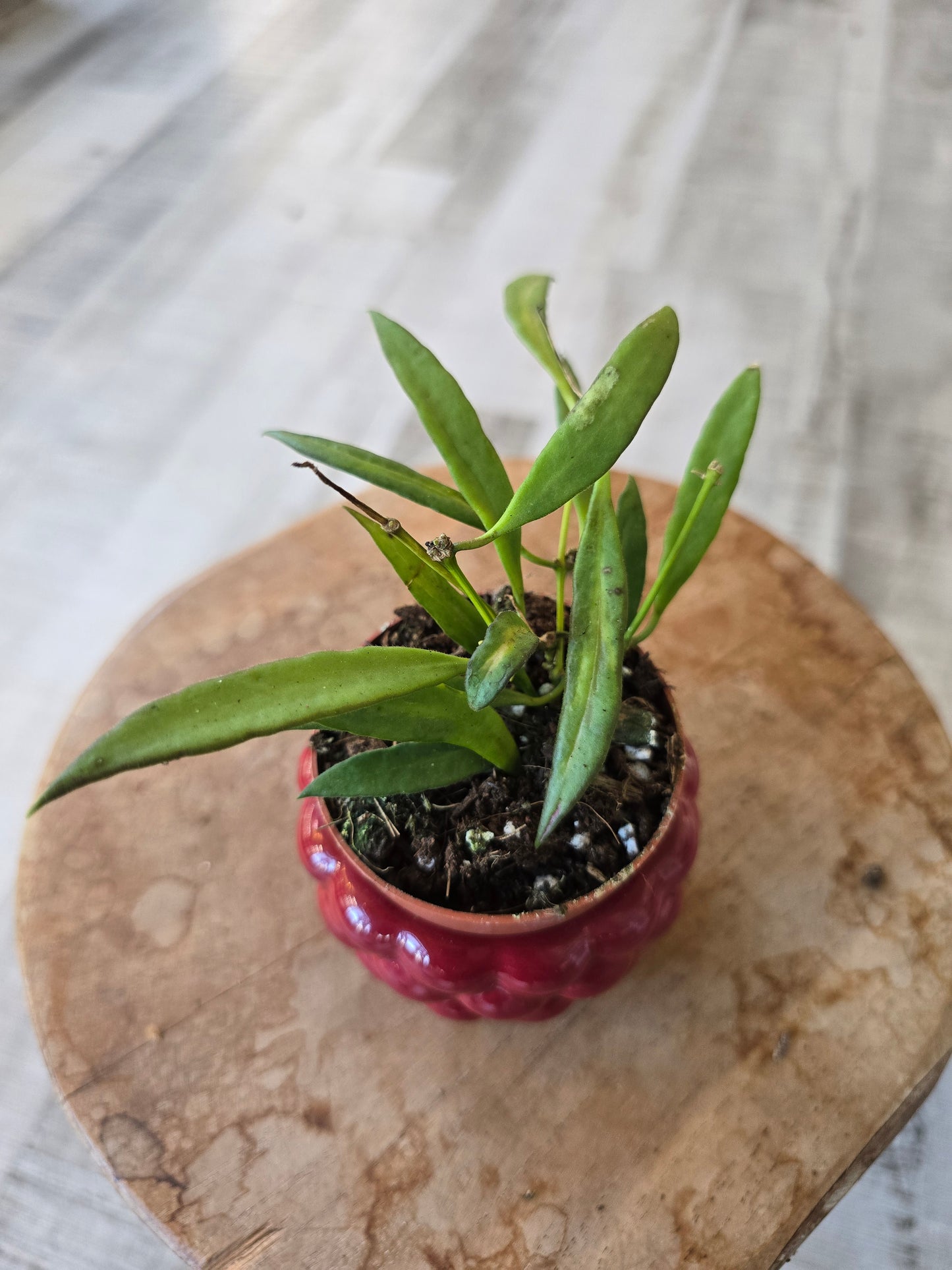 Hoya Tsangii variegata