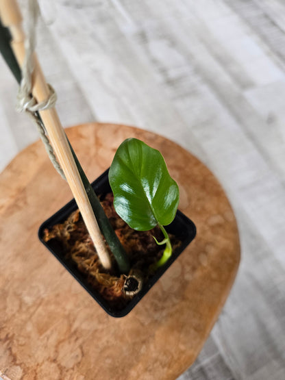 Philodendron Mayoi (JP)