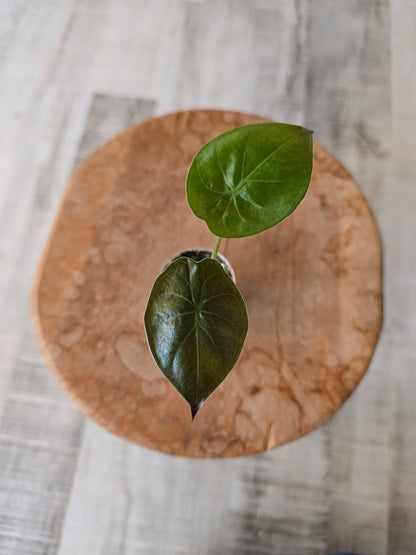 Alocasia Wentii (JP)