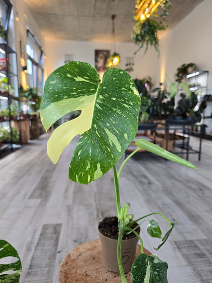 Monstera Thai Constellation (SC)