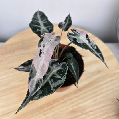 Alocasia Bambino variegata