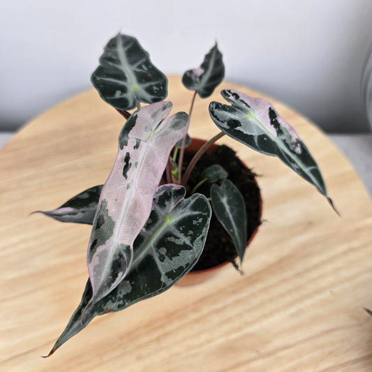 Alocasia Bambino variegata