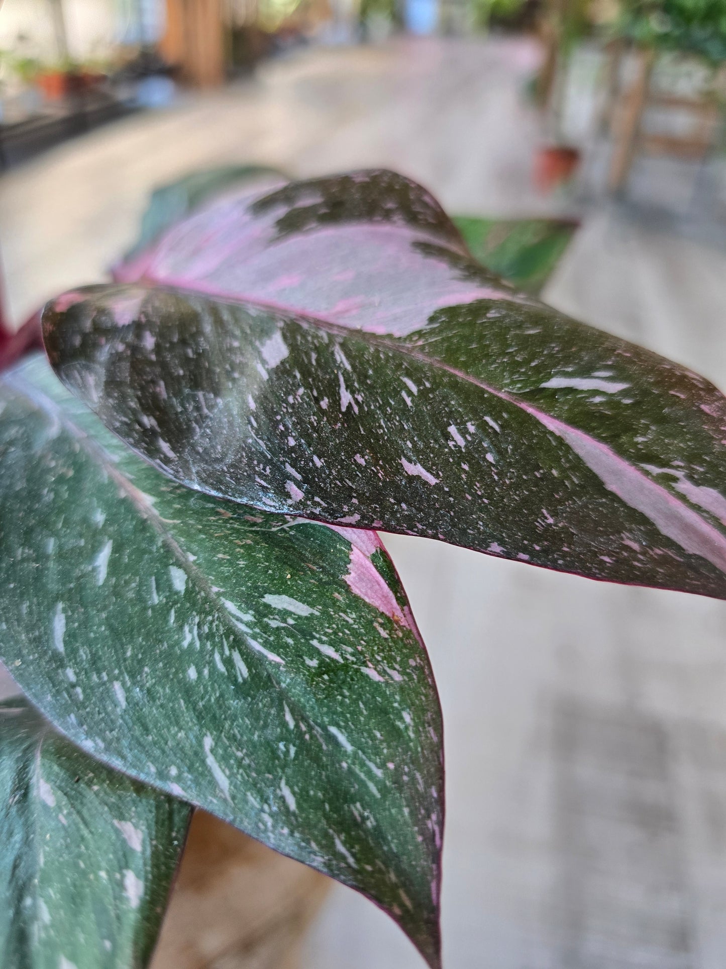 Philodendron Pink Princess Marble