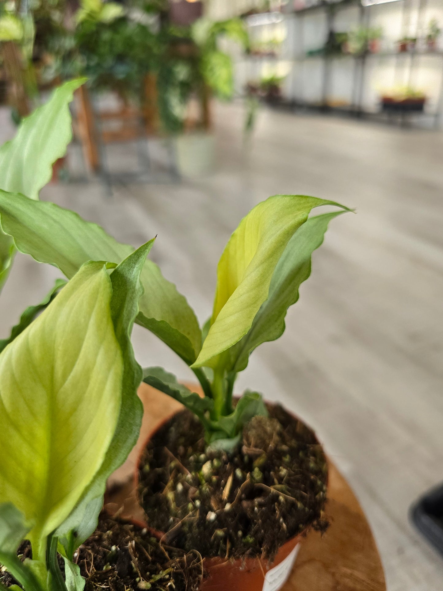 Spathiphyllum Blue Ice