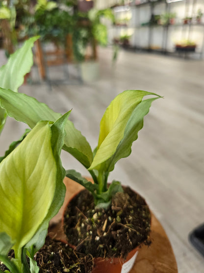 Spathiphyllum Blue Ice
