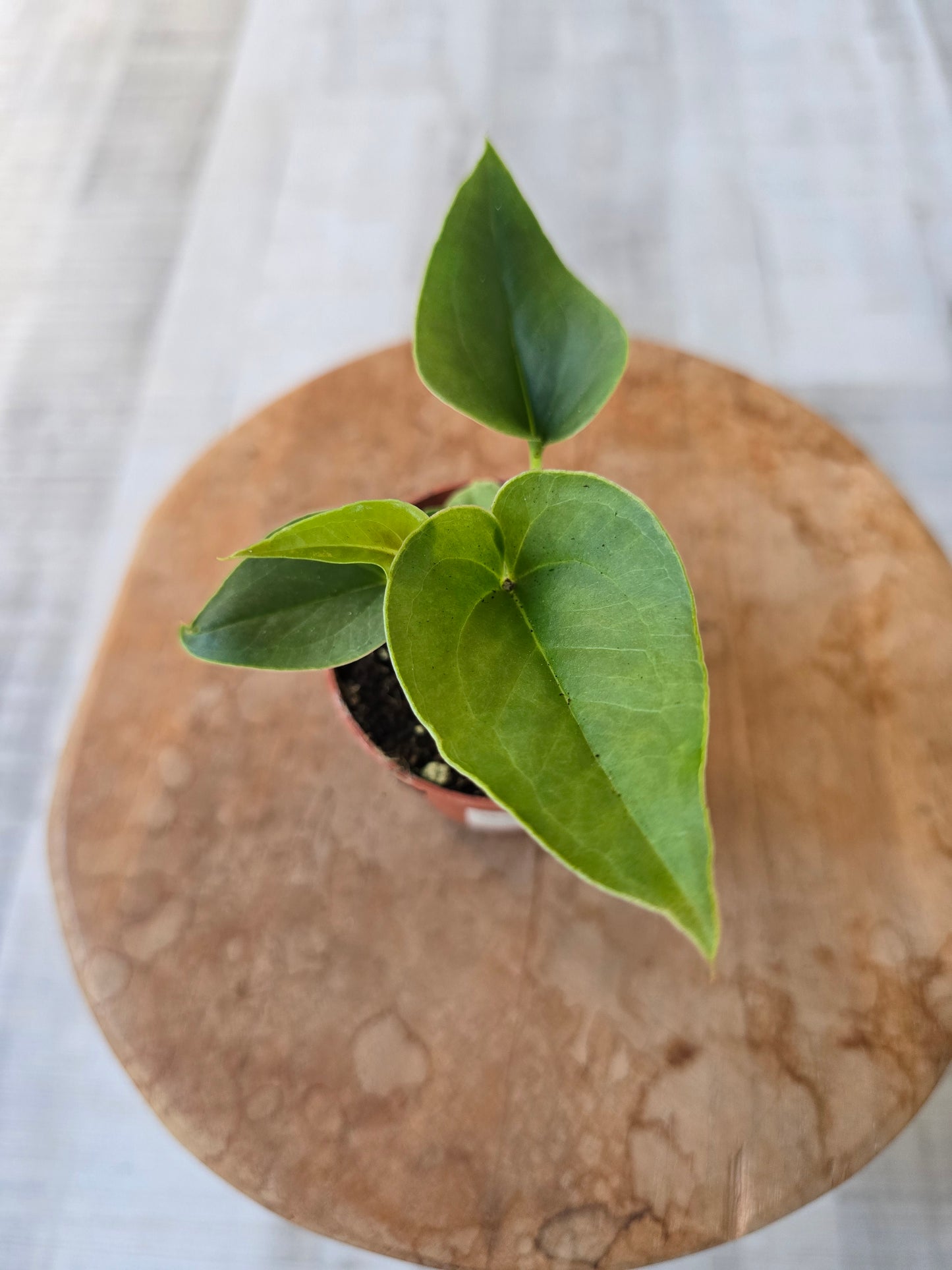 Anthurium Brownii