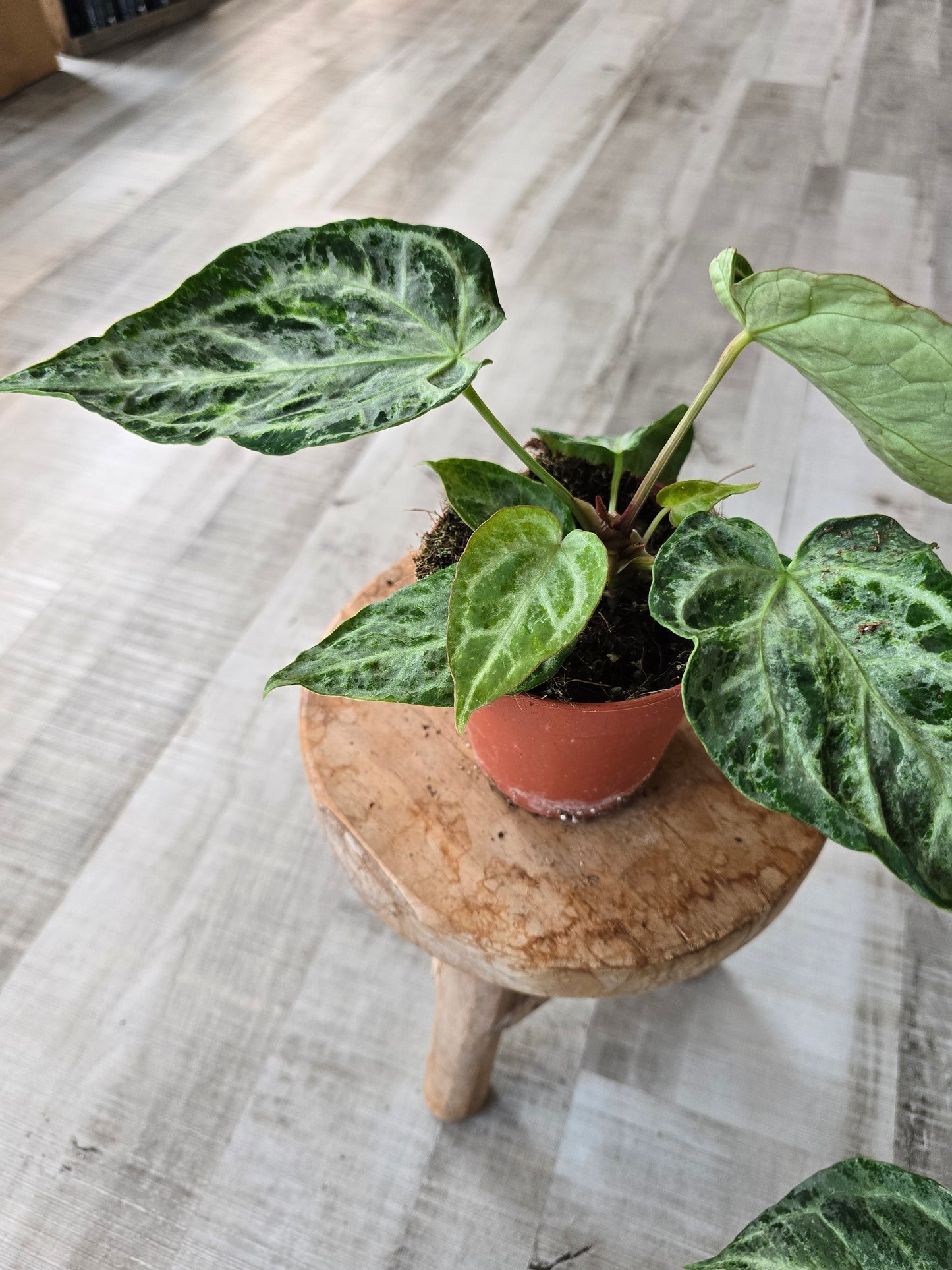 Anthurium Silver Blush Mint