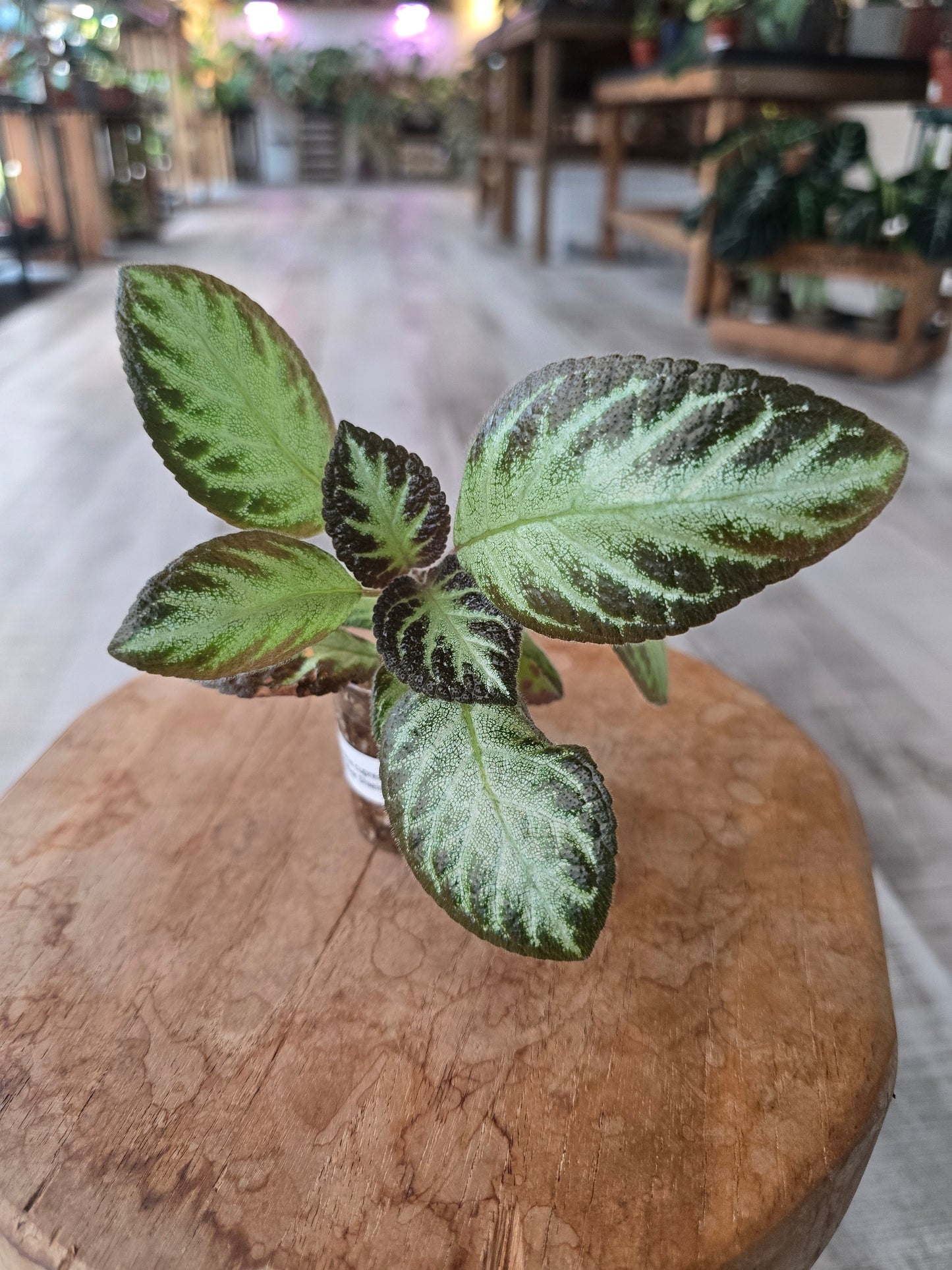 Episcia cupreata 'Silver Shield' (JP)