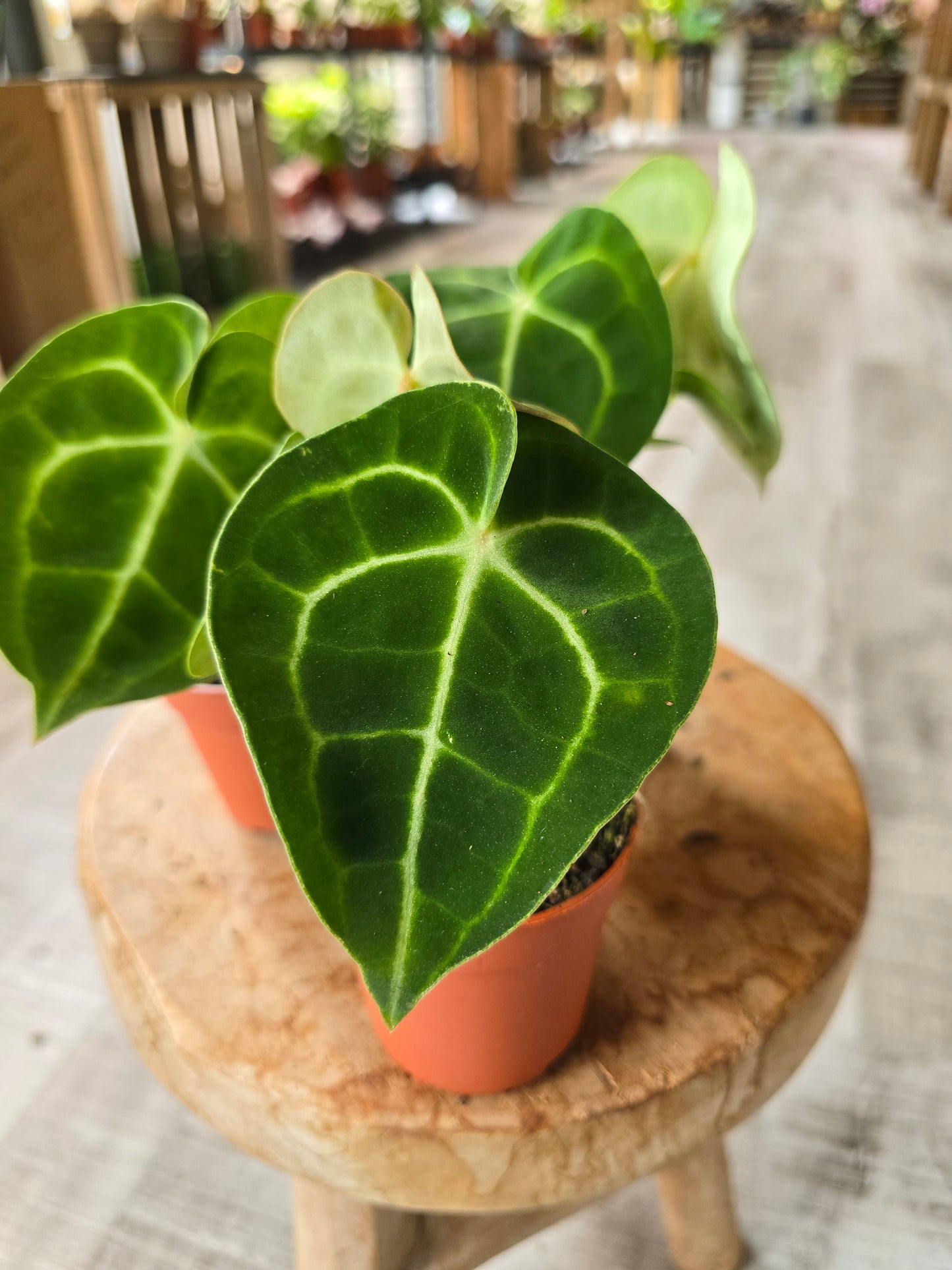 Anthurium King of Clarinervium Sulanjana