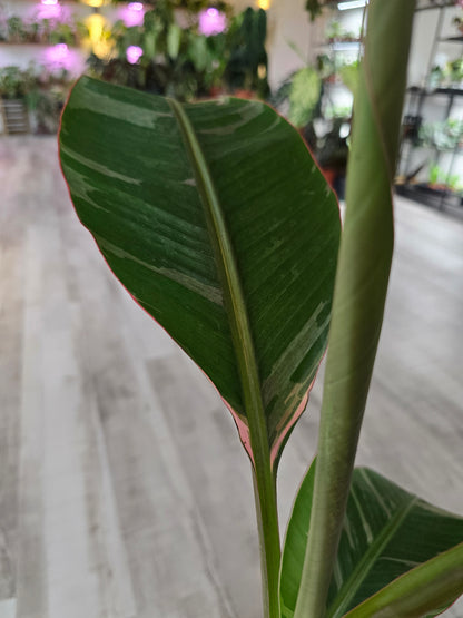Musa nono 'pink'