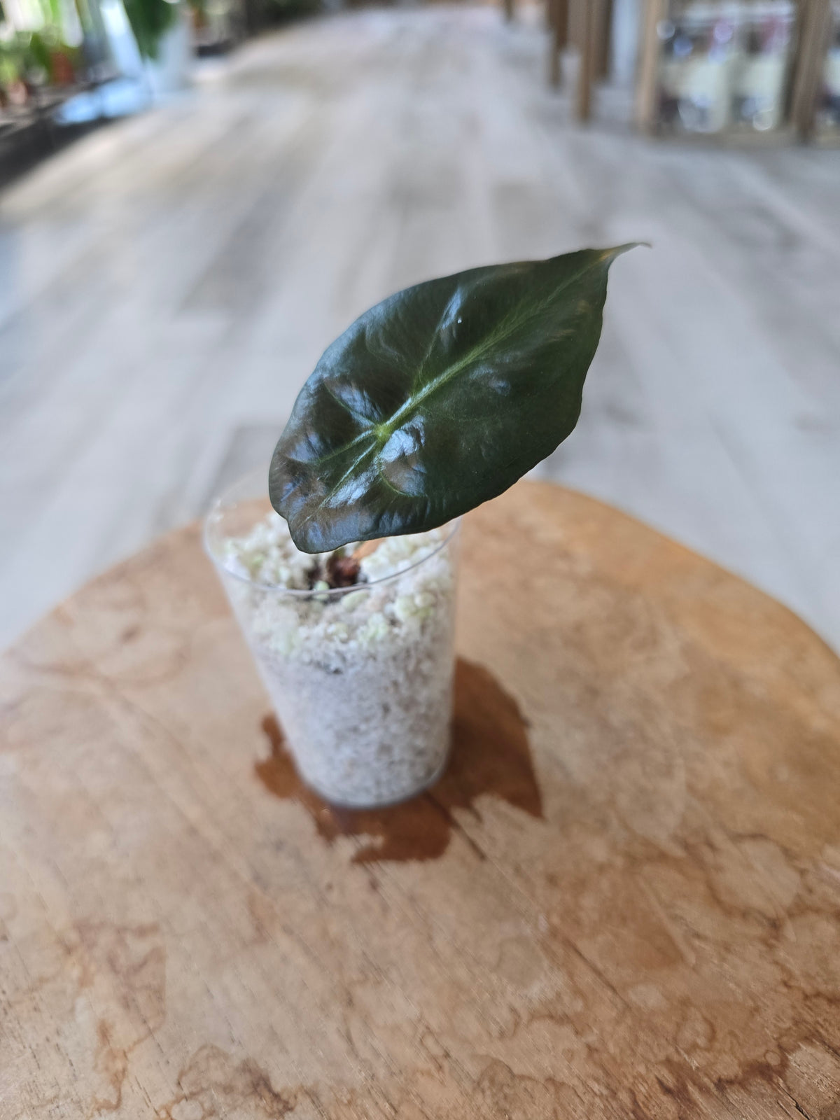 Alocasia Venom (JP)