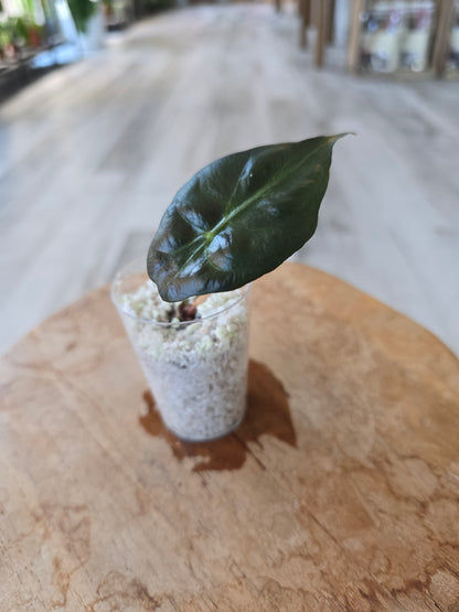 Alocasia Venom (JP)