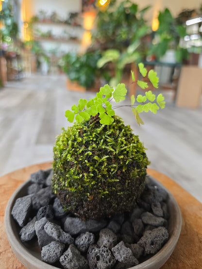 Maidenhair Fern Kokedama