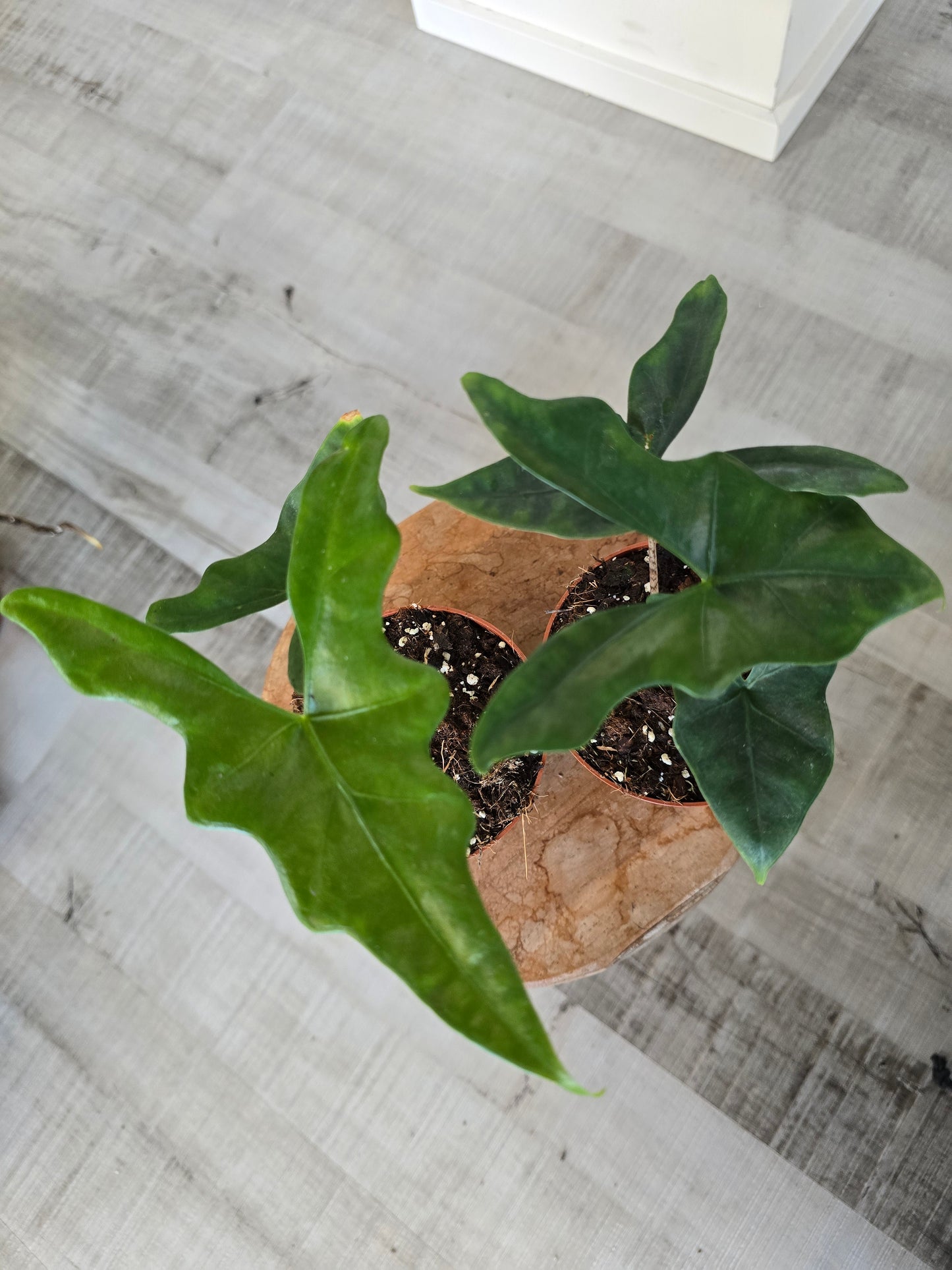 Alocasia nycteris 'Bat Wing'
