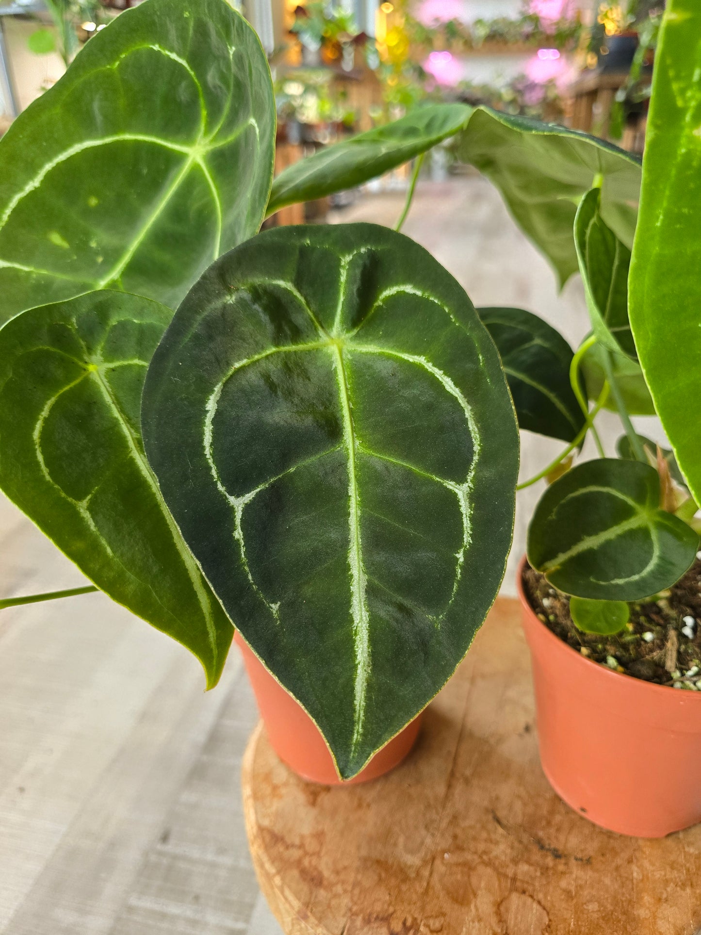 Anthurium Forgetii
