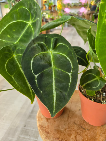 Anthurium Forgetii