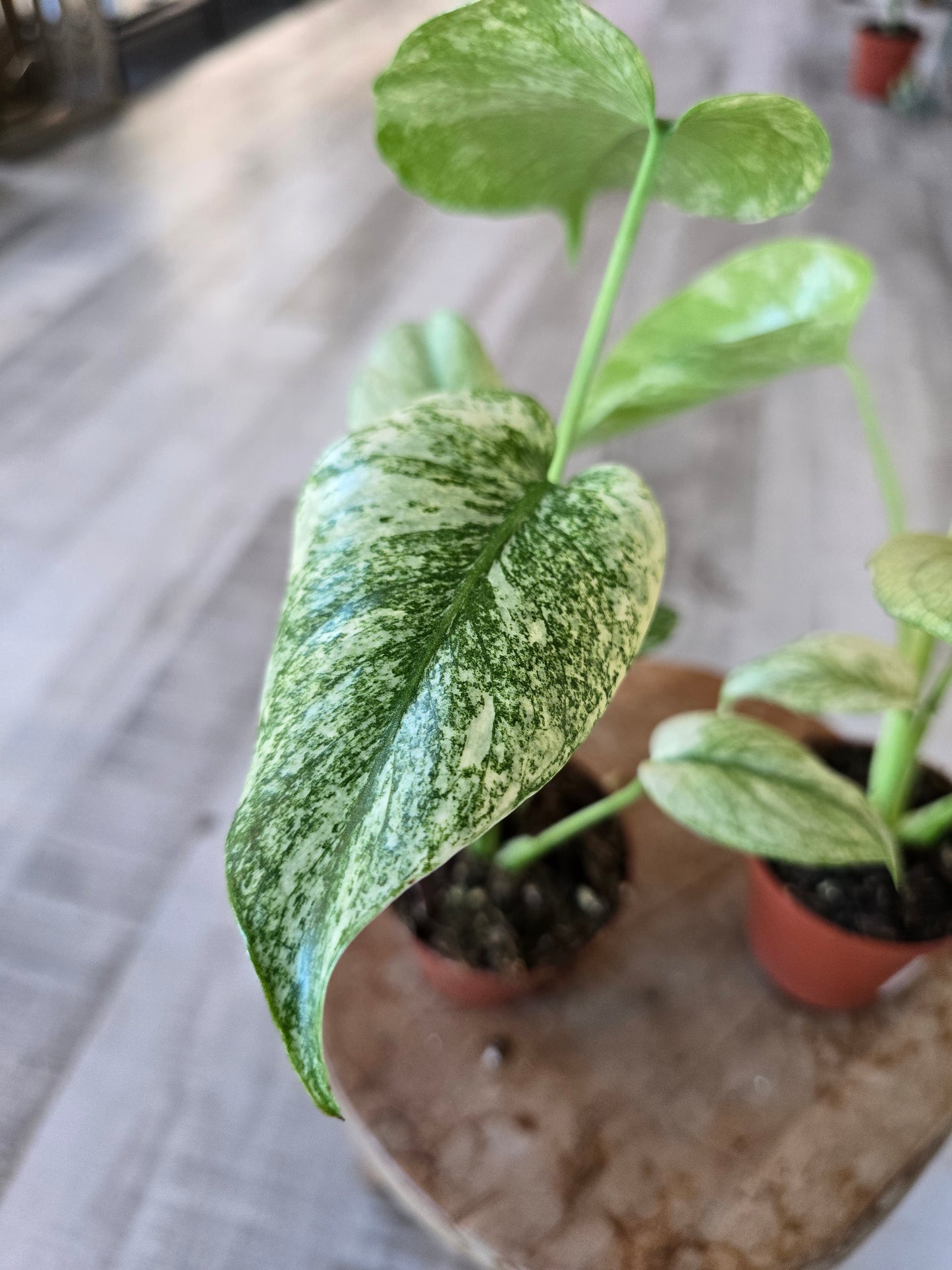 Monstera Deliciosa mint