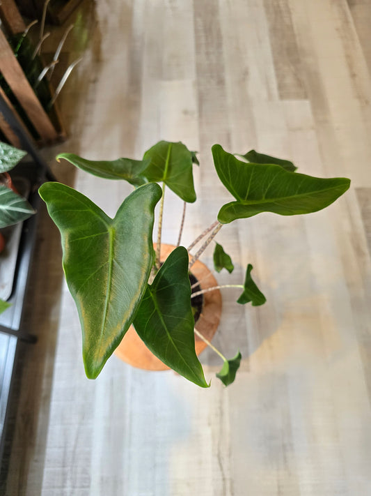 Alocasia zebrina 'Siberian Tiger'