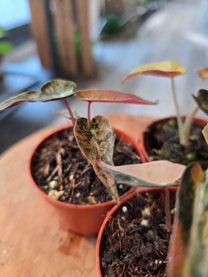 Alocasia Bambino Aurea