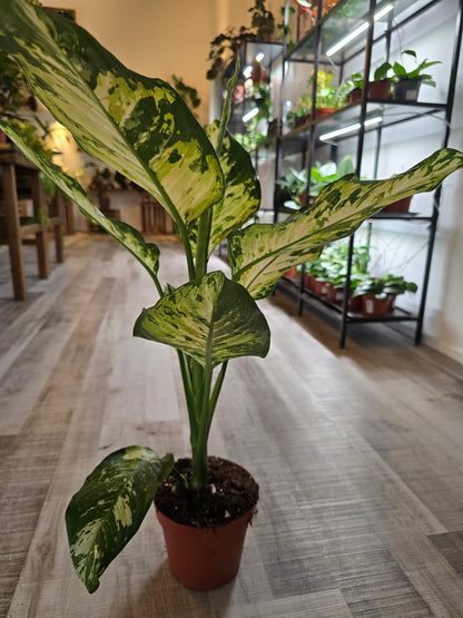 Dieffenbachia 'Yellow Star'