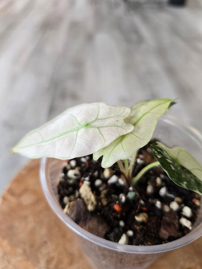 Alocasia Polly Pink Variegata (high variegated P1)
