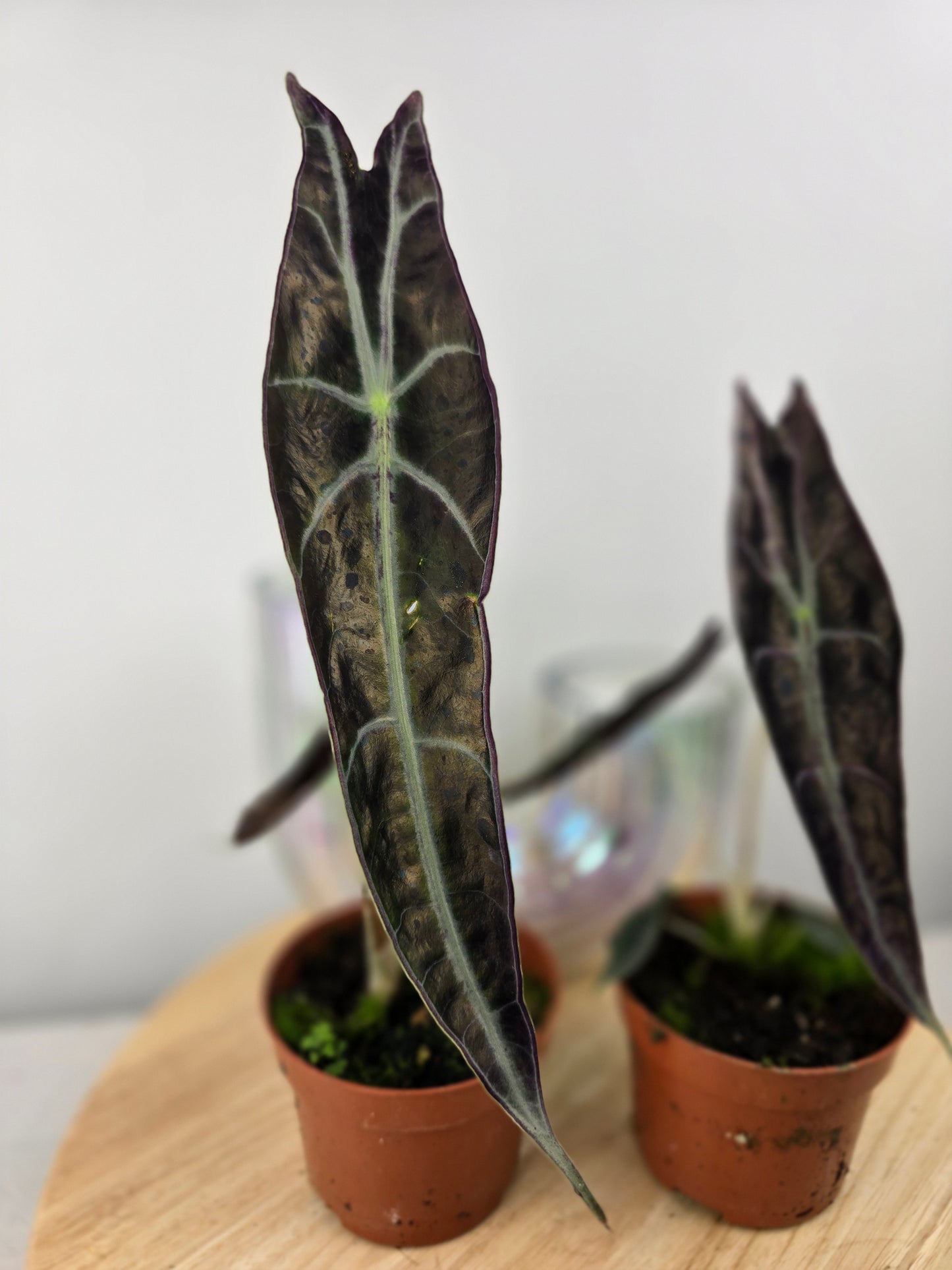 Alocasia Longiloba 'Purple'