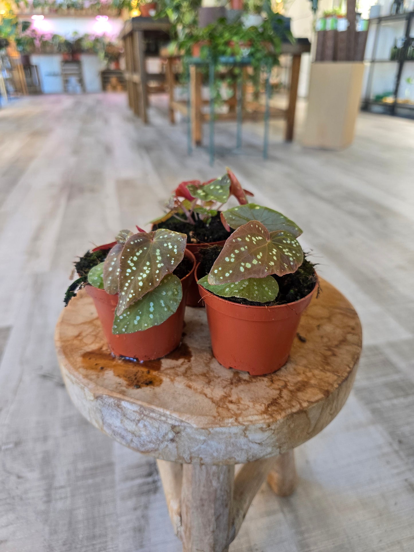 Begonia Pandora