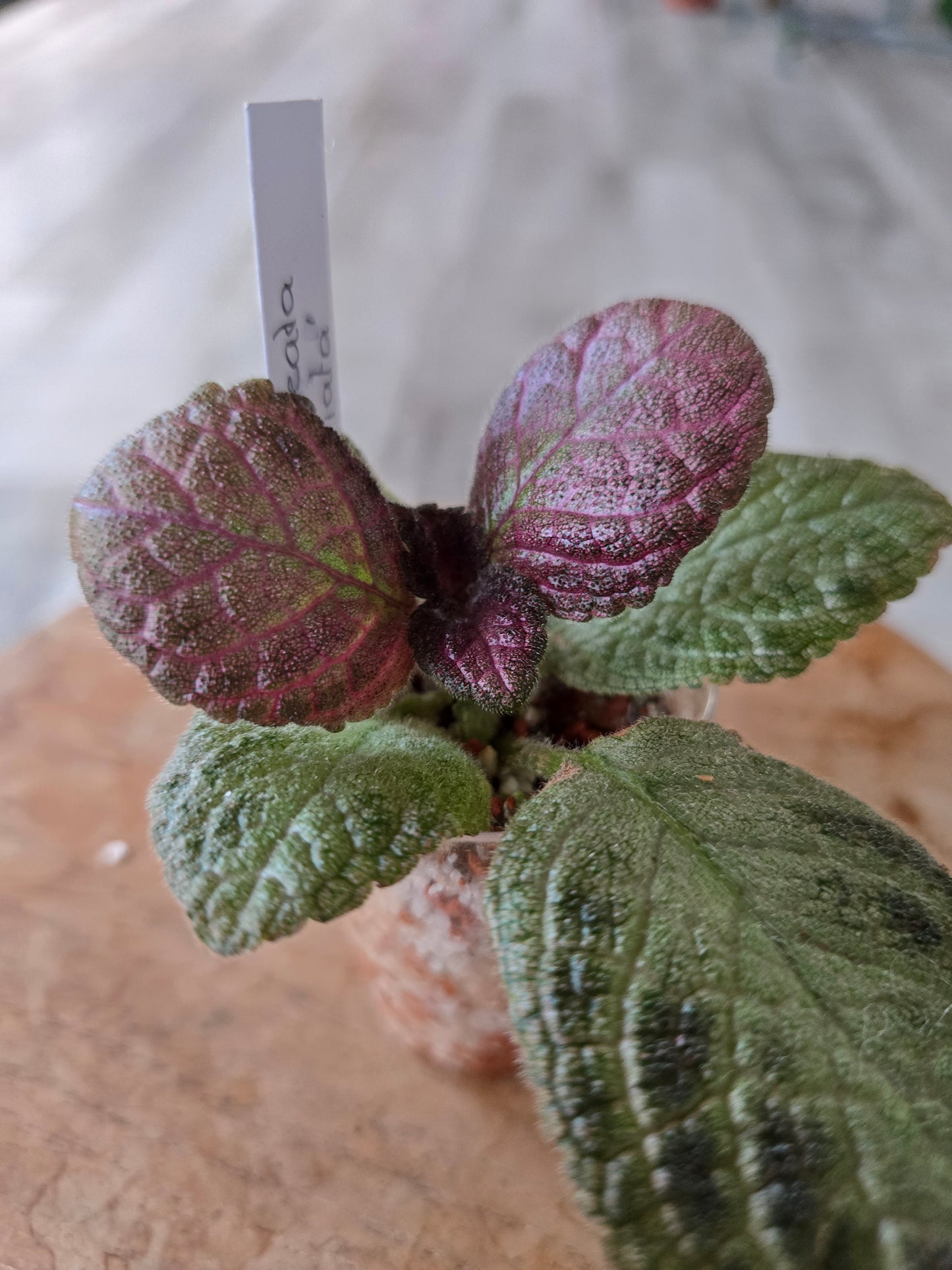 Episcia cupreata 'Tierra Plata'