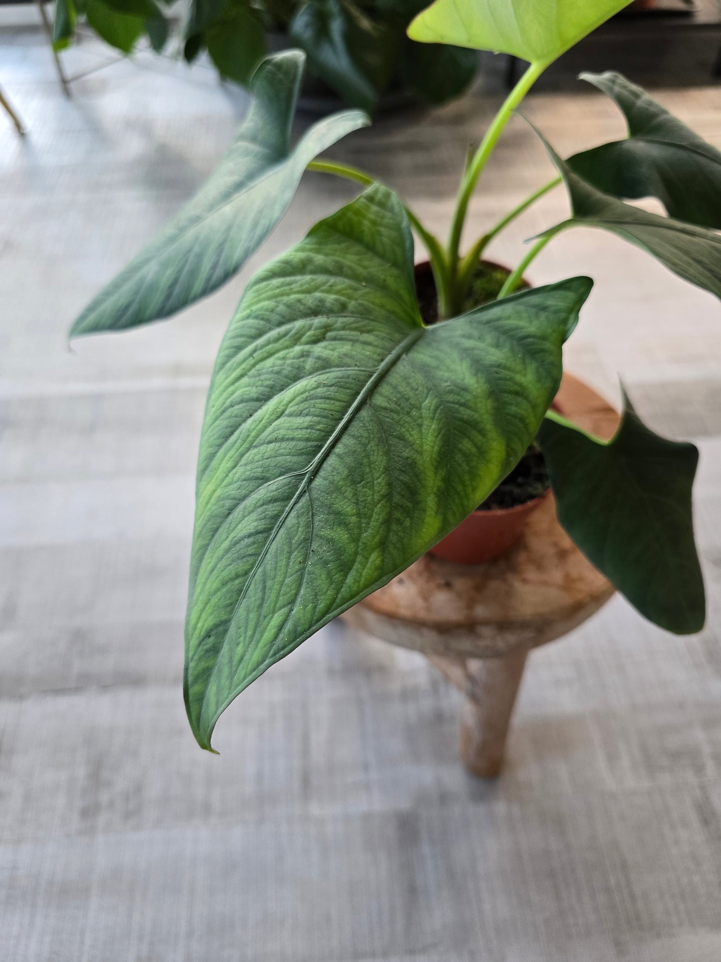 Alocasia scabriuscula
