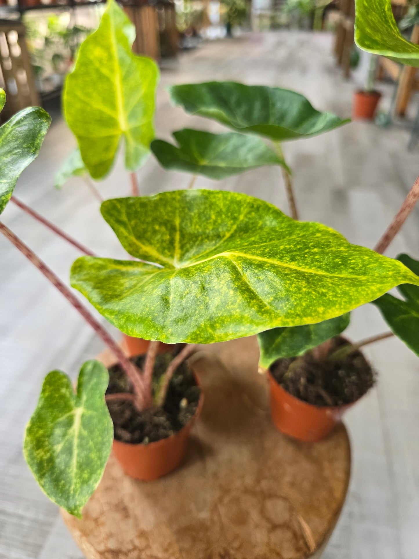 Alocasia New Guinea Gold