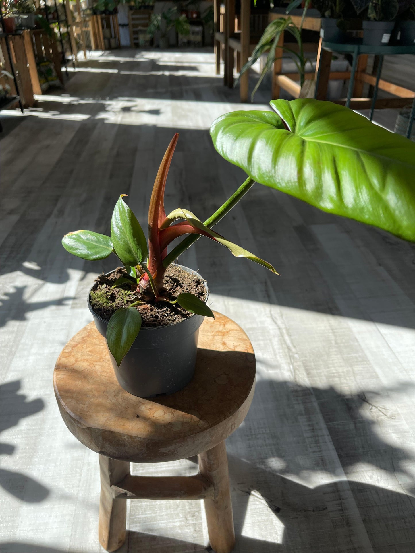 Philodendron Summer Glory (SC)