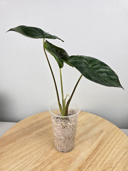 Alocasia Serendipity (JP)