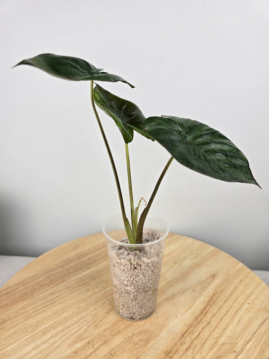 Alocasia Serendipity (JP)