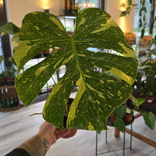 Monstera 'Thai Constellation'