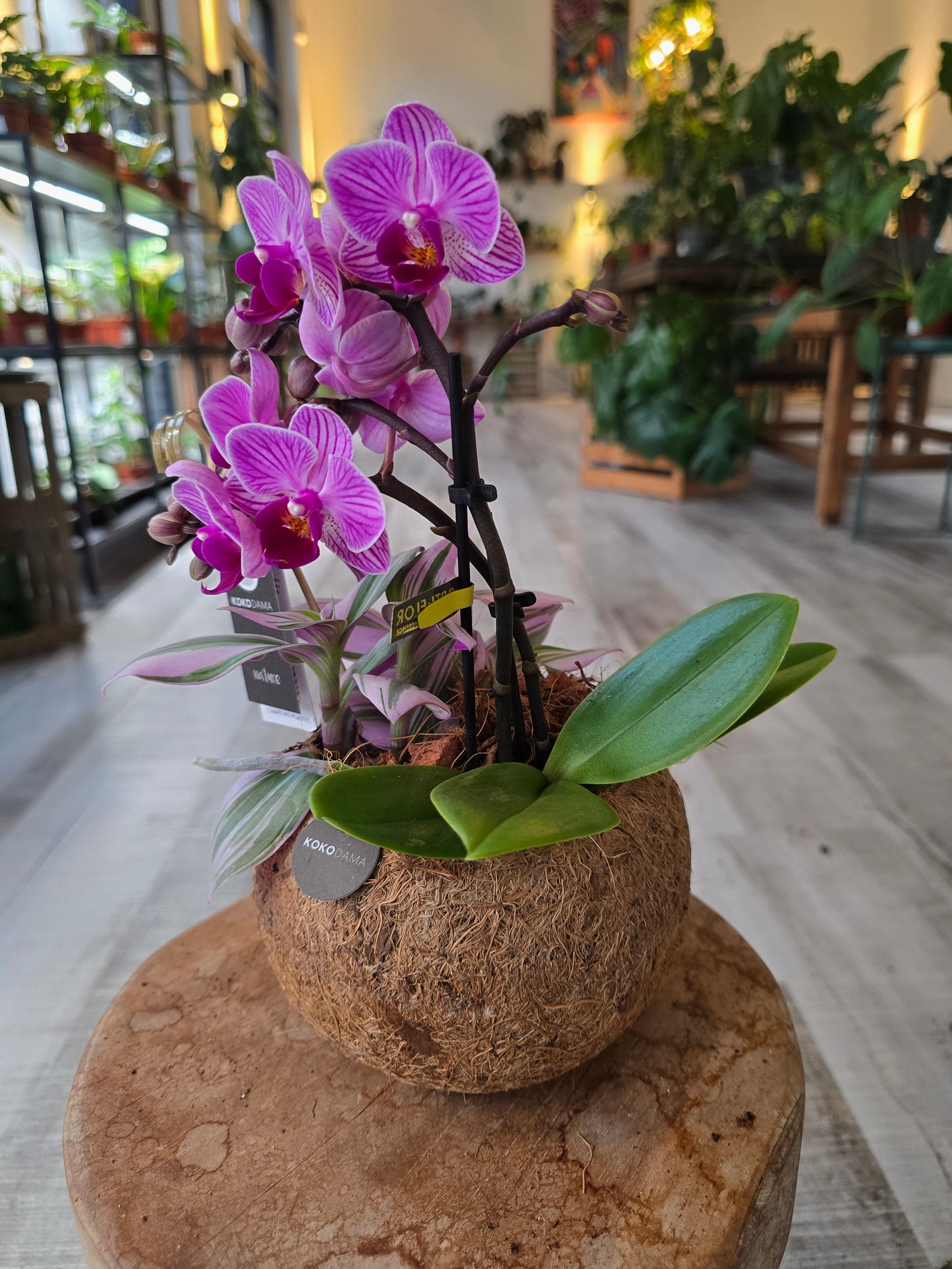 Phalaenopsis Arrangement in Kokodama