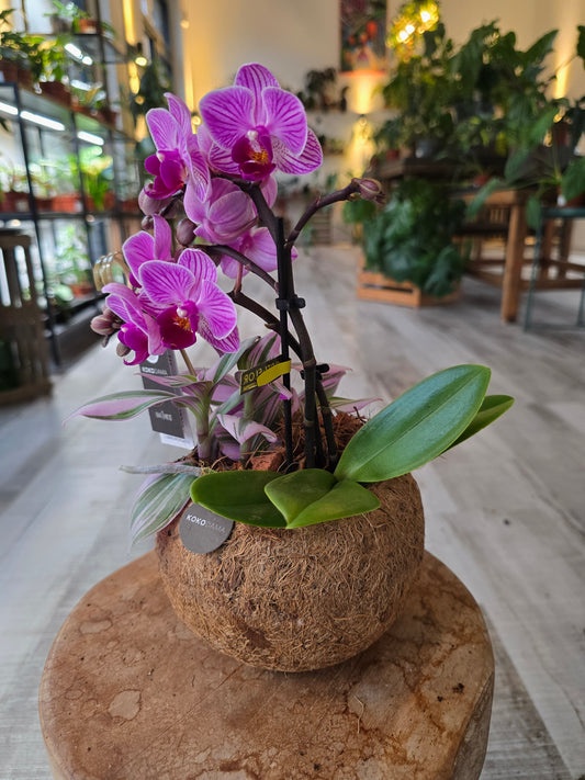 Phalaenopsis Arrangement in Kokodama