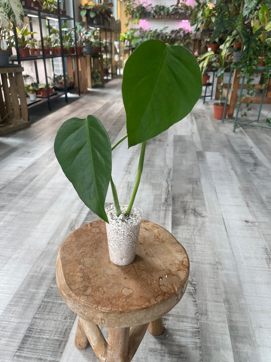 Monstera Sierrana Mexican Form